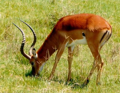 Impala - Nukuru