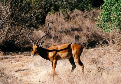 Impala - Samburu