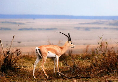 Grant's Gazelle - Masai Mara