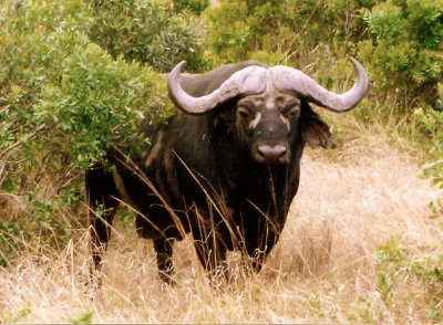 African Buffalo - Masai Mara