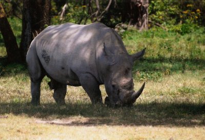 Rhinoceroses