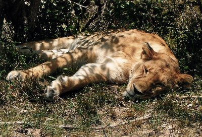 Lions (2007)