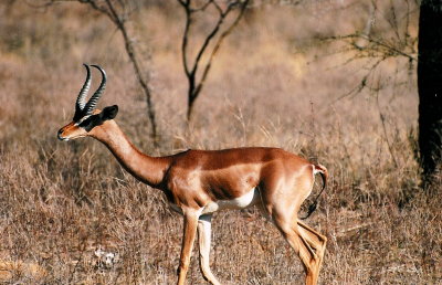 Male Gerenuk - Samburu