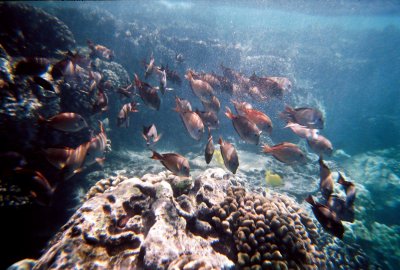 Hawaii (2007)