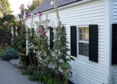 Hollyhocks