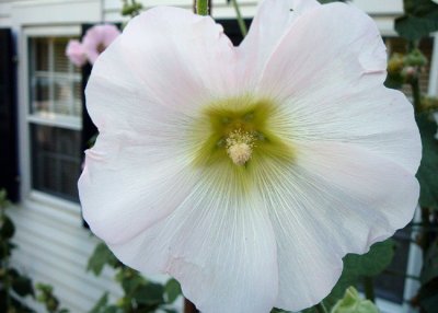 Hollyhock white