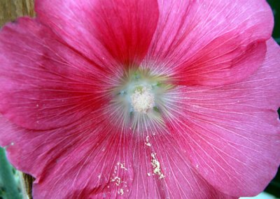 Hollyhock red