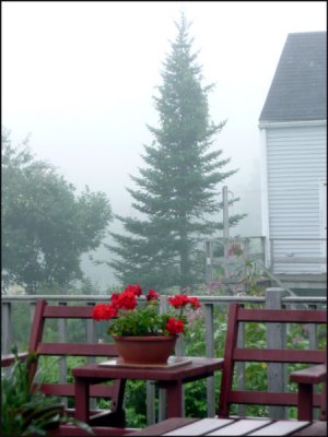 Flowers and fog