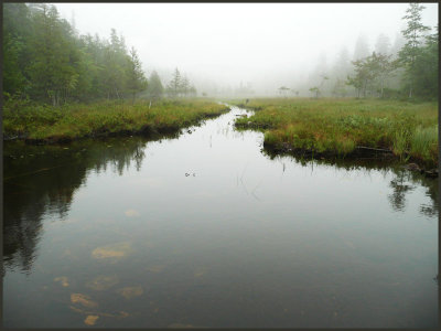 Acadia in the mist 2