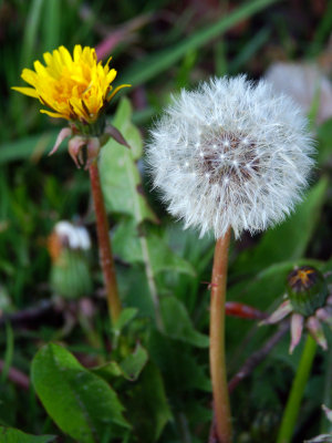 Macrophotographie