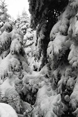 Black Forest