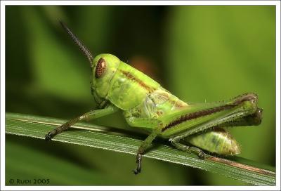 g3/13/288013/3/44392090.Grasshopper.jpg