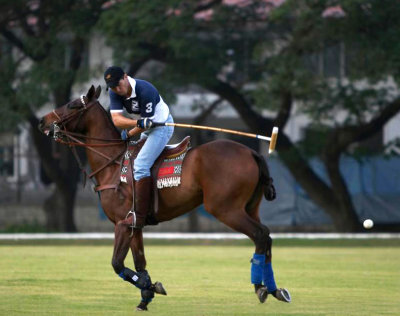 Polo and Show Jumping