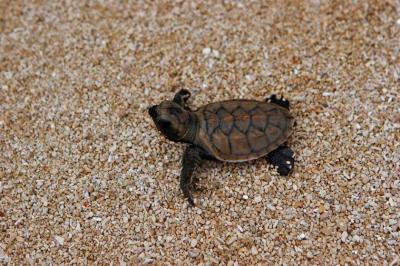 Newly Hatched Sea Turtles