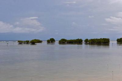 Mangroves