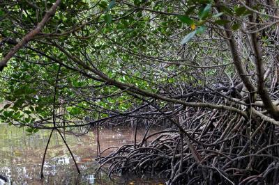 Mangroves