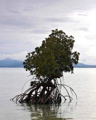 Mangroves