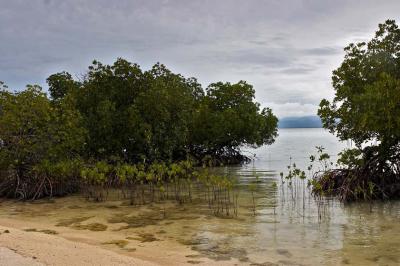 Mangroves