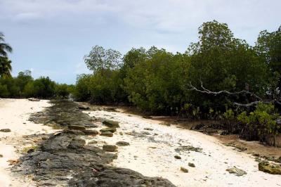 Mangroves