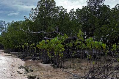 Mangroves