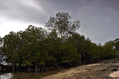 Mangroves