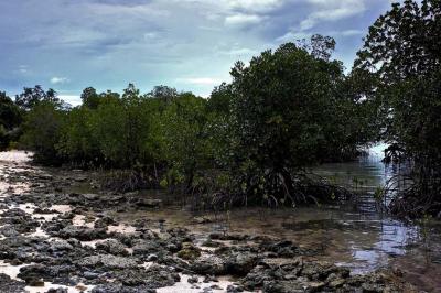 Mangroves