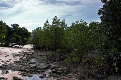 Mangroves