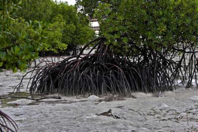 Mangroves