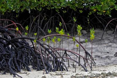 Young Mangroves