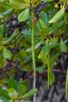 Mangroves Seeds