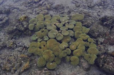 Mushroom Corals during Low Tide