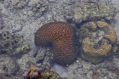 Brain Corals during Low Tide