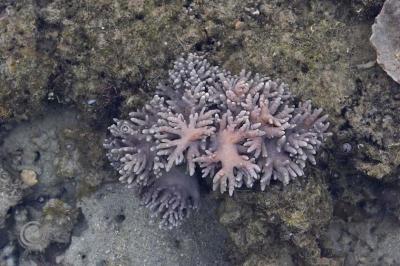 Soft Corals during Low Tide