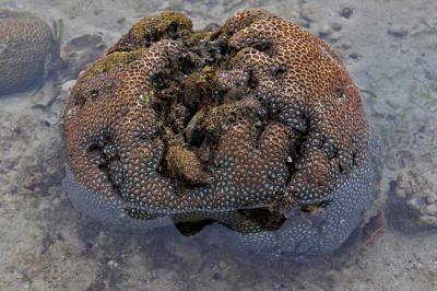 Moon Corals during Low Tide