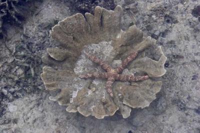 Plate Coral with a Star Fish