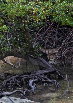 Mangroves