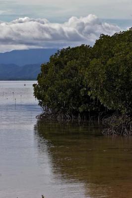 Mangroves