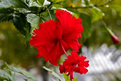 Dos Palmas Flowers