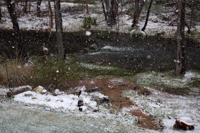 snow-3031
