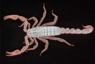 Scorpion Inverse