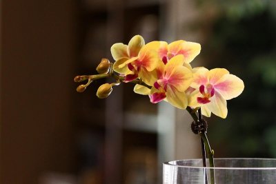Orchid-0044