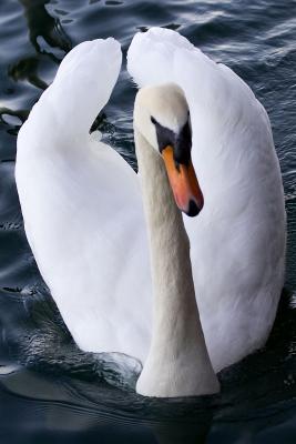 Swan-6761