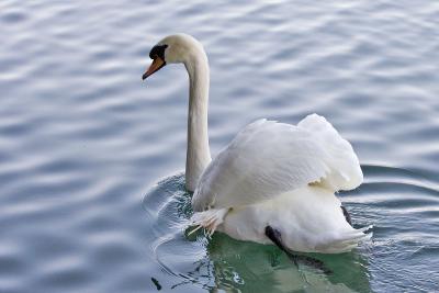 Swan-6763