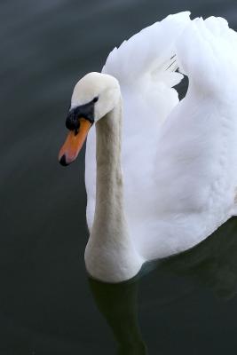 Swan-6764
