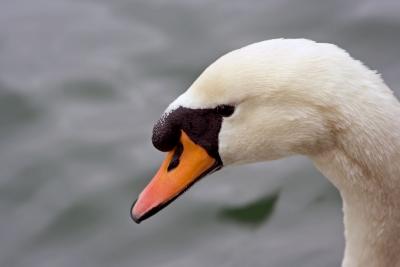 Swan-6935