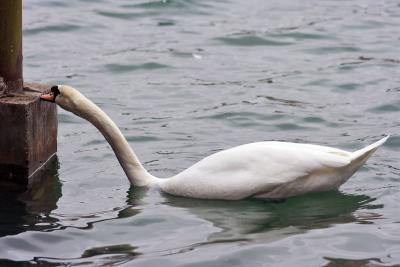 Swan-6951