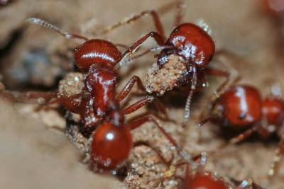 Ants-7431