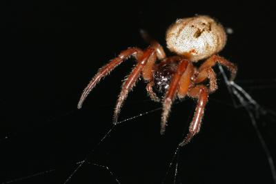 Spider-7389