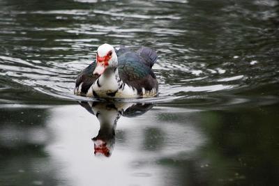 Duck in Lagoon