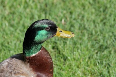 Duck-0290